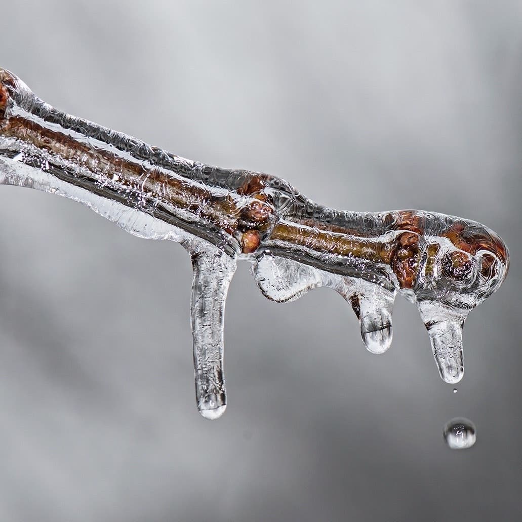 water thawing and dripping off a branch