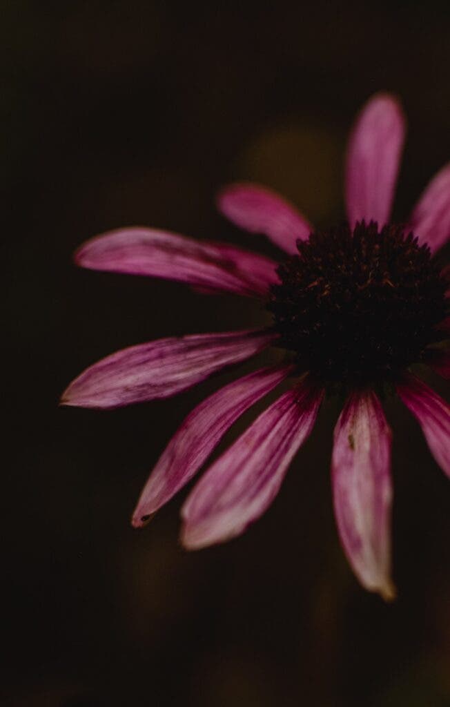 Echinacea for male fertility and sperm count — Supplements for male