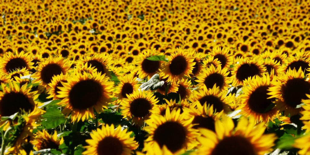 sunflower field in Kansas