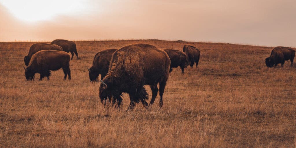 North Dakota bison in field