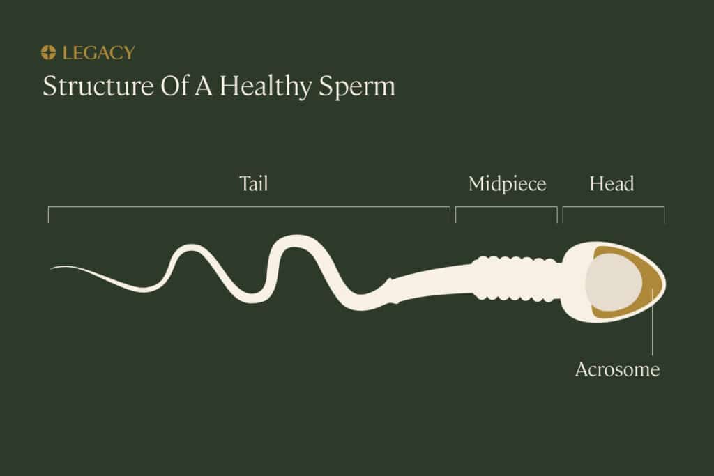 How to improve sperm morphology Legacy