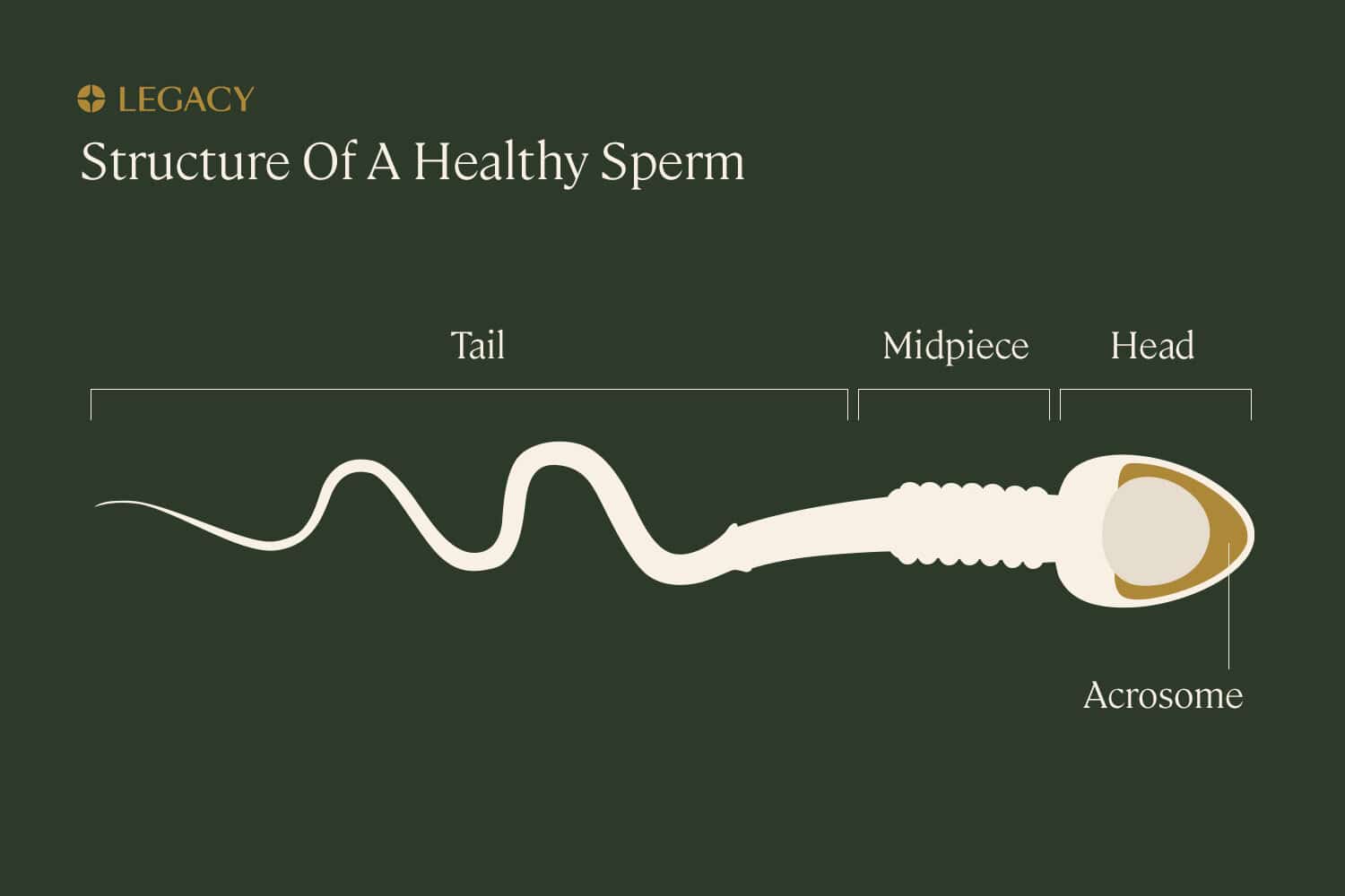 Sperm Cells Mature In