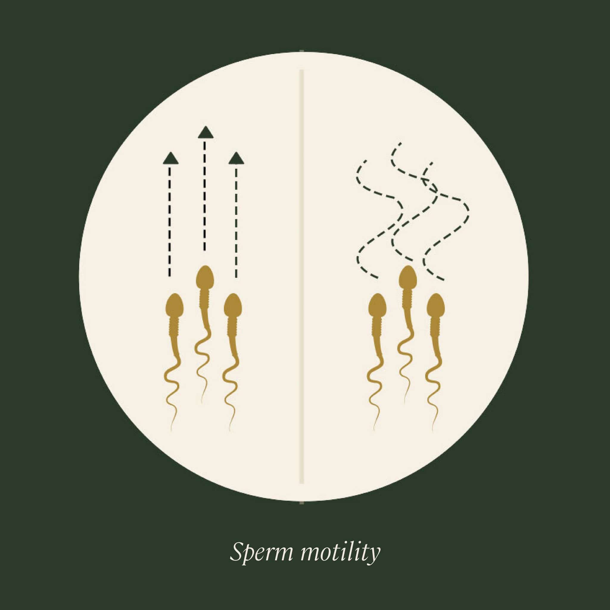 Sperm Motility