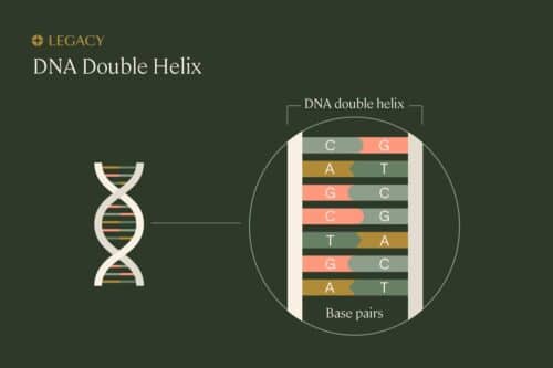 Sperm DNA fragmentation—double helix