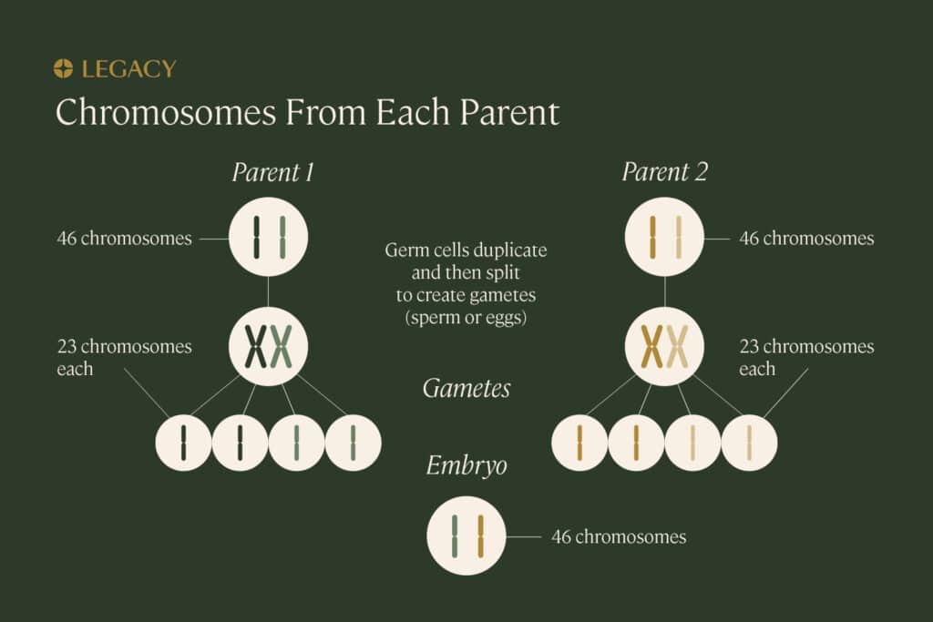 Sperm DNA fragmentation-why the genetic health of sperm is important