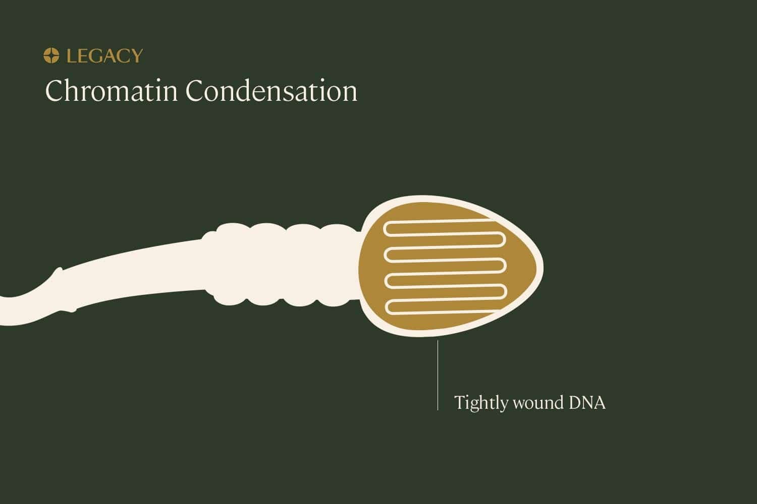 Sperm DNA fragmentation chromatin condensation