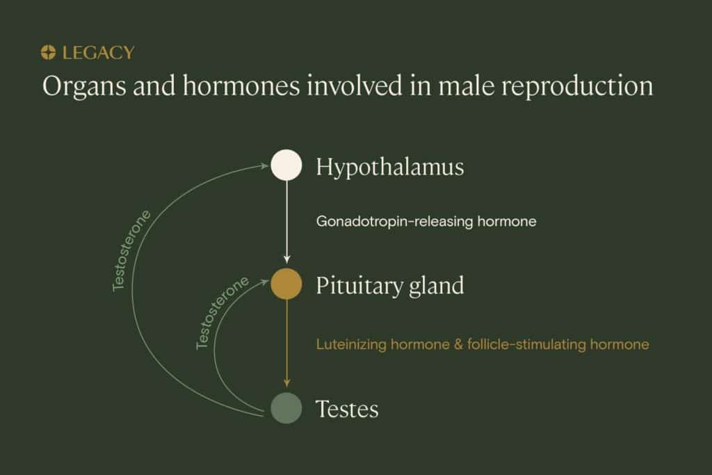 Steroids affect male fertility hormones