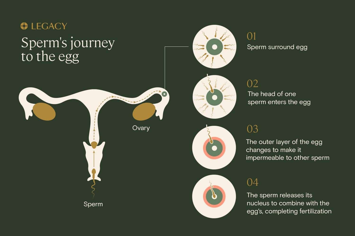 sperm journey to the egg step by step