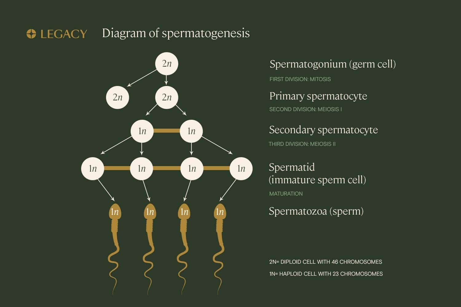 Spermatogenesis process